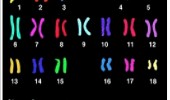 Depiction of the 23 sets of chromosomes in each of our cells.
