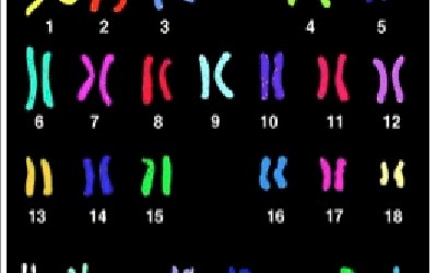 Depiction of the 23 sets of chromosomes in each of our cells.