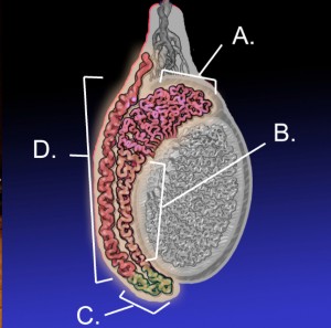epididymal anatomy in the human