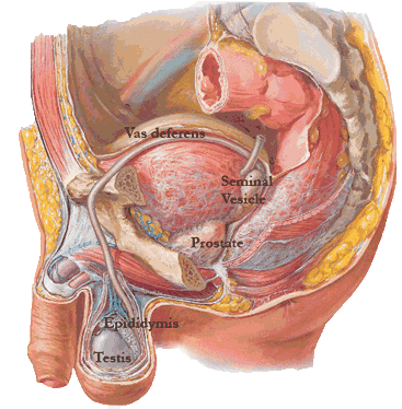 male-reproductive-organs Male Reproductive Organs